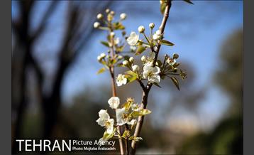 آیین درختکاری دوچرخه سواران تهران 3
