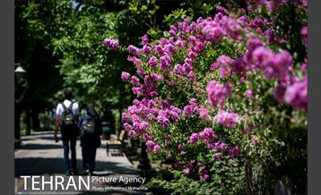 گل های توری 9