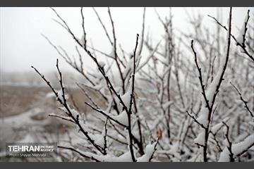 بارش برف زمستانی در تهران 36
