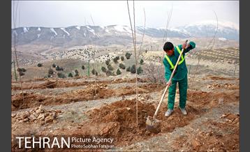 کاشت ۱۰۰ هزار اصله نهال در پارک جنگلی تلو 11