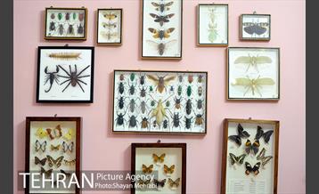 موزه حیات وحش هفت چنار 25