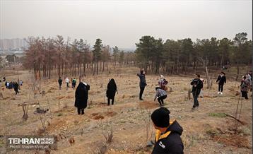 کاشت 2000 نهال مثمر در بوستان جنگلی چیتگر 19