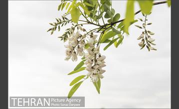 بوستان جنگلی لویزان 13