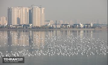 پرندگان مهاجر دریاچه چیتگر 30