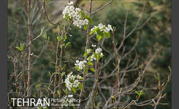 طبیعت بهاری پارک جنگلی لویزان‎  12