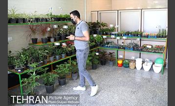 طرح گلماند در منطقه 18