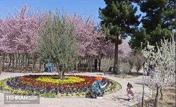 شکوفه‌های بهاری در بوستان سمن‌ها 22