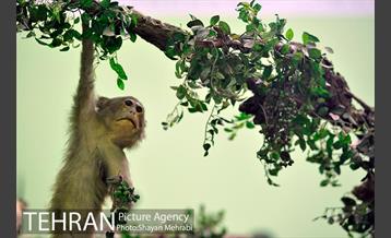 موزه حیات وحش هفت چنار 19