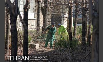 عملیات هرس درختان درمعابر و بوستانهای مناطق تهران 14
