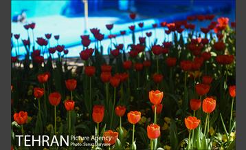 رویش لاله ها در پارک شهر 1