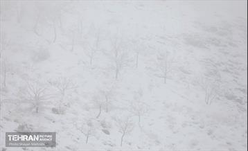 بارش برف زمستانی در تهران 8