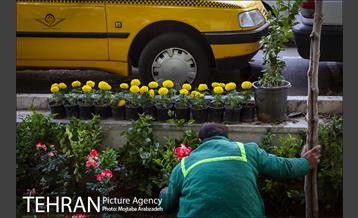 گلکاری در خیابان ولیعصر 11