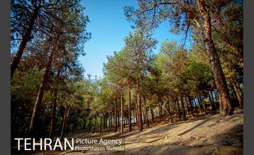 بوستان جنگلی چیتگر 13