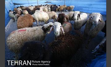 بازدید سعید راد از مراکز عرضه دام  33