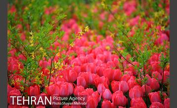 روش گل های لاله در باغ ایرانی 18