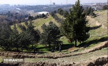 آیین کاشت گیاهان بومی پایتخت در برج میلاد 19