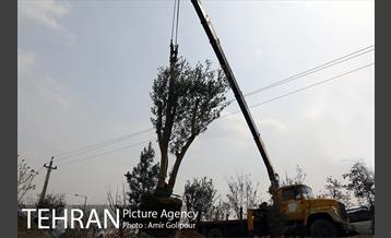 آیین کاشت درخت دانش در بوستان جنگلی چیتگر 44