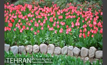 روش گل های لاله در باغ ایرانی 9