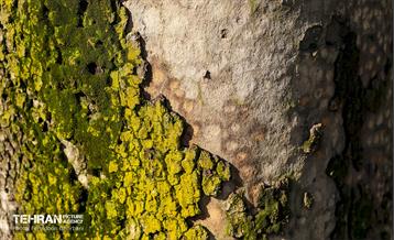 سمفونی رنگ های پاییزی - کاخ سعدآباد 31