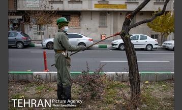 آغاز فصل هرس درختان- 2