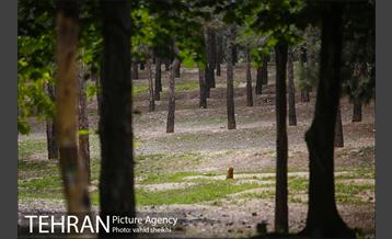 پارک چیتگر 6