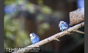 باغ وحش ارم 17