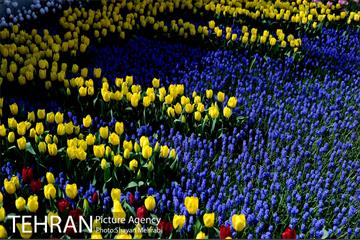 پیاده راه لاله مادران 16