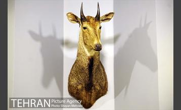 موزه حیات وحش پردیسان 17