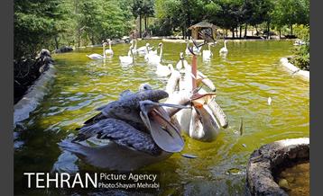 باغ پرندگان 46