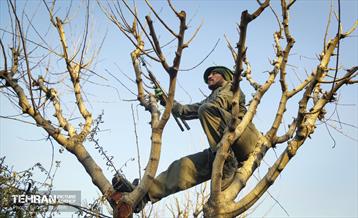 هرس درختان در منطقه 5