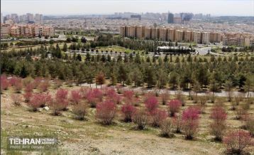 بهار ارغوانی 1