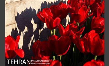 رویش گل های لاله در بوستان گفتگو 10