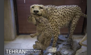 آژانس عکس تهران در هفته ی گذشته 15