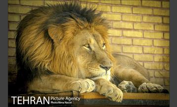 زندگی در قفس 4