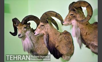 موزه حیات وحش هفت چنار 22