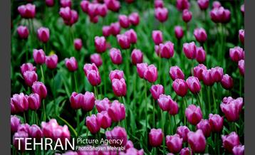 رویش گل های لاله در باغ ایرانی 6