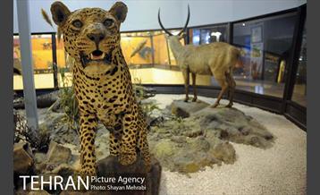 موزه حیات وحش پردیسان 15