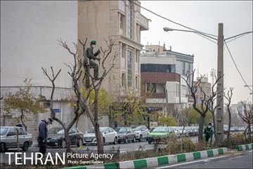 آغاز فصل هرس درختان- 2