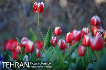 برج میلاد میزبان لاله های بهاری و تخم مرغ های رنگی 11