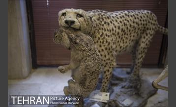 موزه طبیعت و حیات وحش ایران دارآباد‎ 1