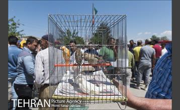مرکز خرید و فروش پرندگان زینتی غرب تهران (خلیج)  32