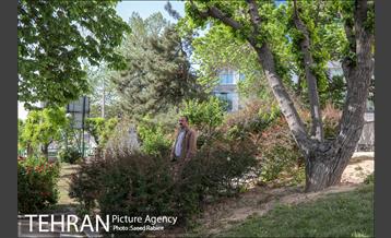 انجام تست رایگان PCR توسط شهرداری تهران 19