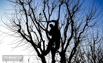 هرس درختان در منطقه 5