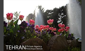 رویش گل های لاله در پارک شهر 35