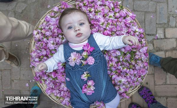 پایتخت میزبان جشنواره گل و گلاب 17