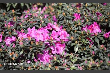 بازار گل شهید محلاتی در آخرین روزهاى سال 6