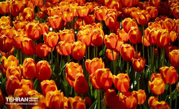 لاله های باغ ایرانی 2