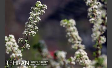 شکوفه های بهاری 3