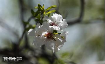 و اینک بهار 5