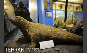 موزه حیات وحش پردیسان 14